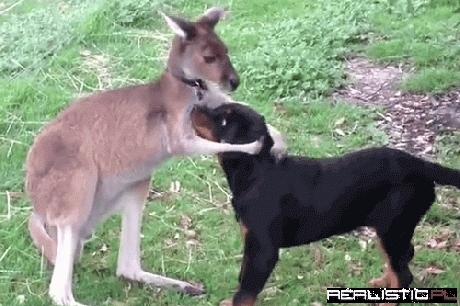 You're Mine Now, Dogs