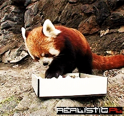 A red panda eating sushi