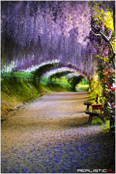 A wisteria flower tunnel in Kitakyushu, Japan