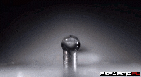 Ant drinking
