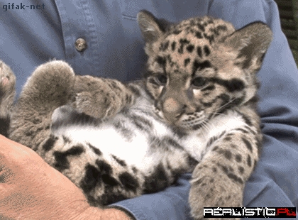 Baby Leopard Oh No's!