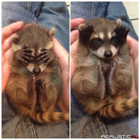 BABY RACCOONS