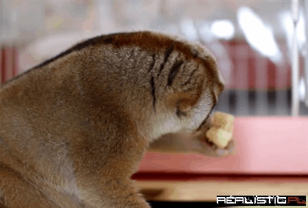 Back Up! I'm Eating Here