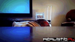 Bulldog Plays Peek-a-boo