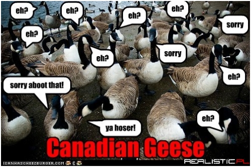 Canadian Geese, eh
