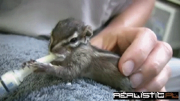 Chipmunk Puppy Feeding Time Forever!