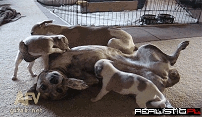 Dog shot