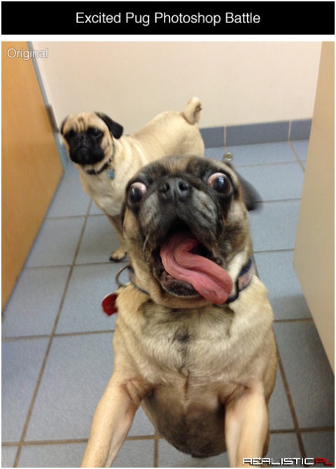 Excited Pug Photoshop Battle