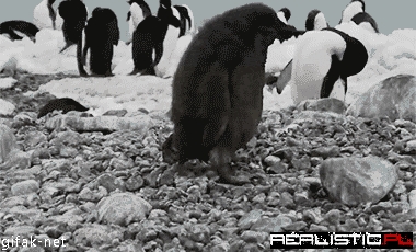 Fat Penguin Faceplants