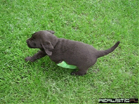 Get Well Soon Little Buddy!