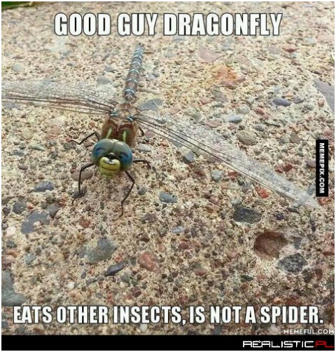 Good Guy Dragonfly