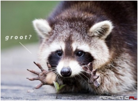 Groot