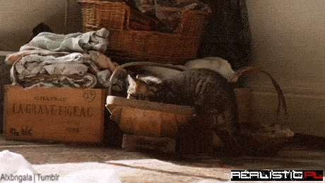 Guess I Didn't Want That Basket Anyways