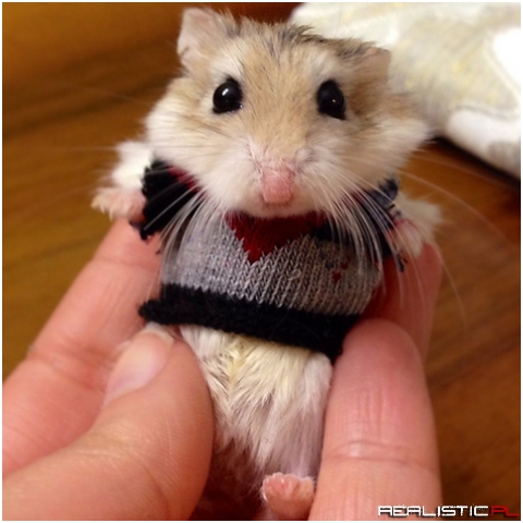 Hampster in a teeny knitted sweater!