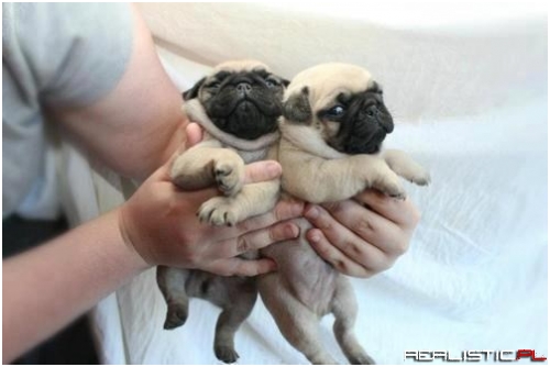Handful of Puggies