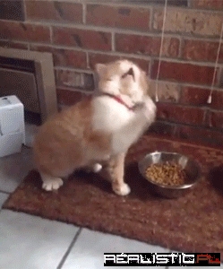 He's Conducting The Symphony Before His Meal
