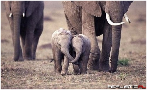 Holding Trunks