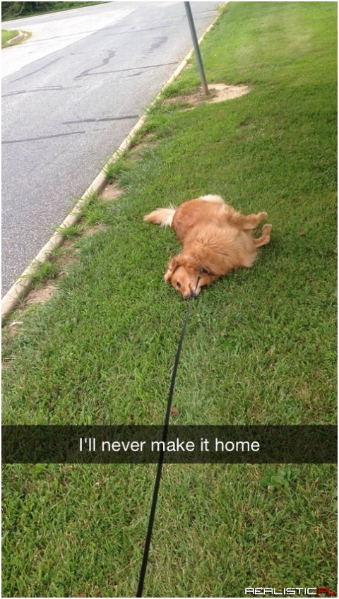 I just wanted to take a nice walk around the neighborhood
