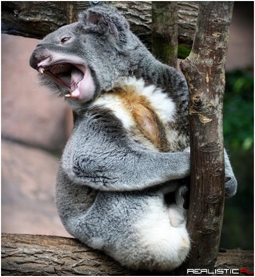 In Honor of Save The Koala Day, Let's Caption This Koala!