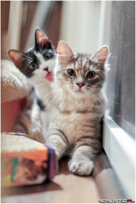 It's Caturday, Look At Me!