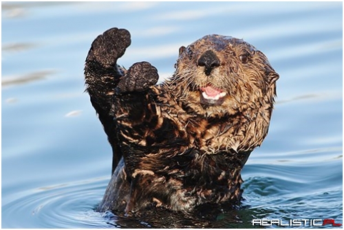 It's National Sea Otter Day, Let's Have A Caption Contest!