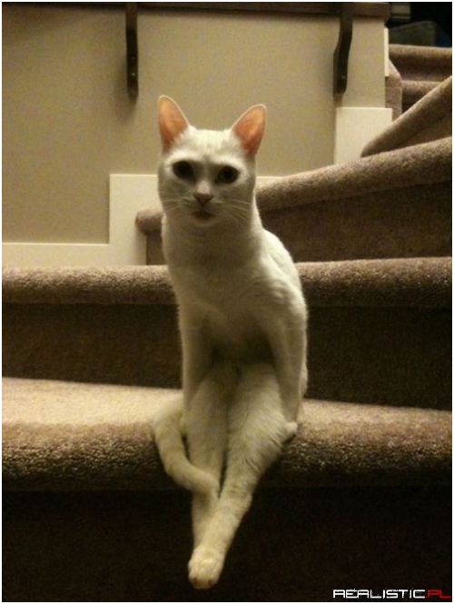 Kitty