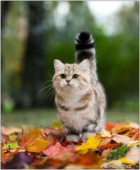 Kitty