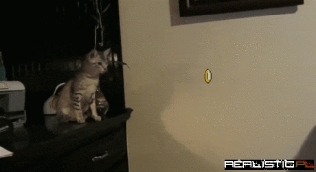 Kitty fail