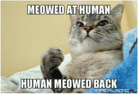 Meowed at  human