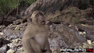 Monkey Takes a Selfie