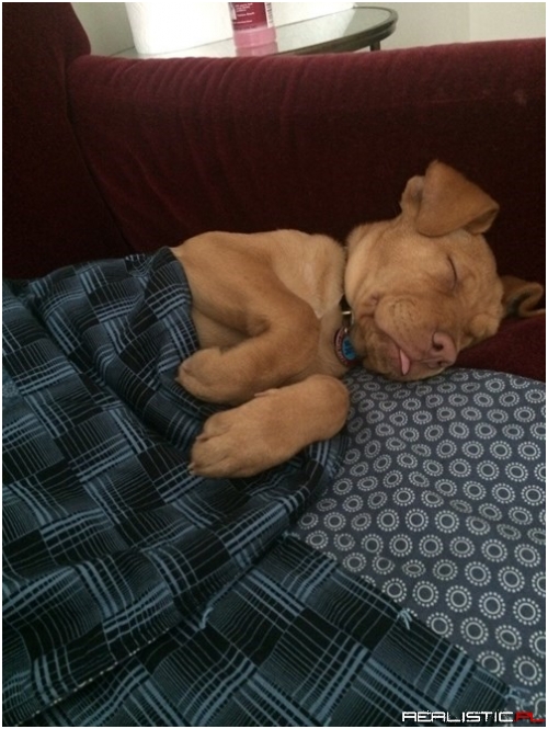 New Puppy, Same Old Nap Spot