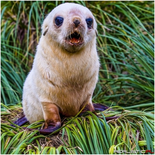 OMSquee! It's a Wonder-Struck Fur Seal Pup!