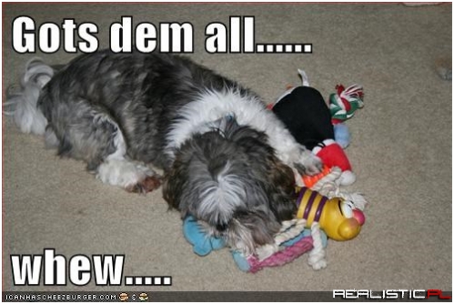 One of Many Great Accomplishments of a Dog