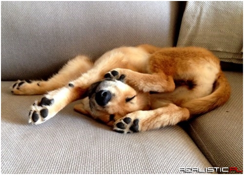 Puppy Pretzels Are the Best Snack for Your Heart