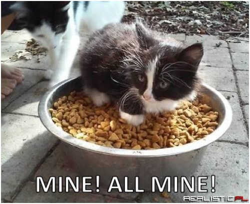 Scrooge McKitteh, Swimming In Her Kibble Pool