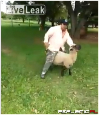 Sheep Don't Take Kindly to Drunks