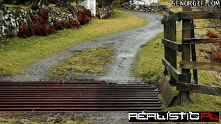 Sheep Getting Over the Cow Grate