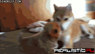 Shiba Inu is Nonplussed About Puppy