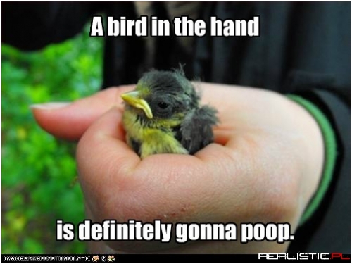 Should've Left Him in the Bush With His Buddies