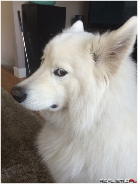Skookum