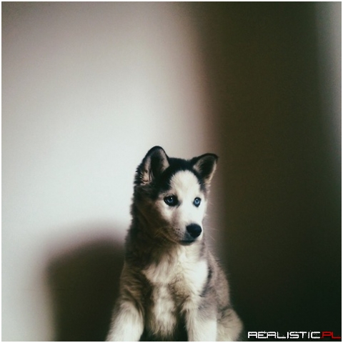 So cute husky