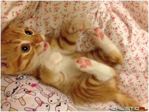 Sweet kitty