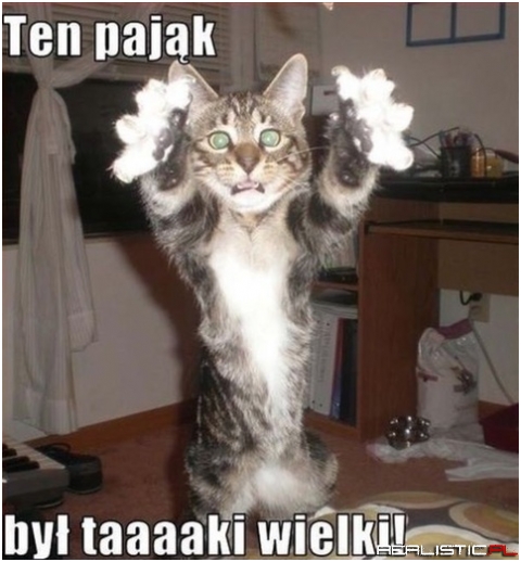 Ten pająk