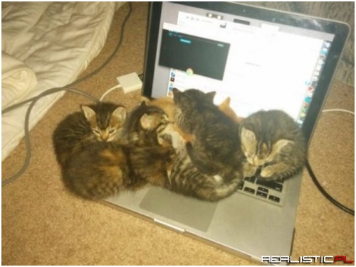 The Bigger Ones Come with More Kittens