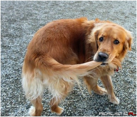 The dog all puppies aspire to be