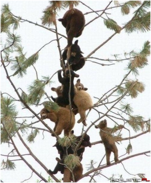 These Cubs Can't Even Handle Me Right Now