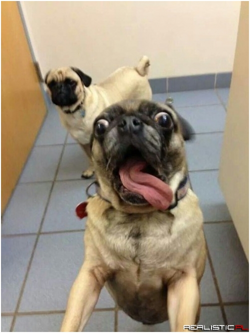 These Pugs Want Your Best Caption!