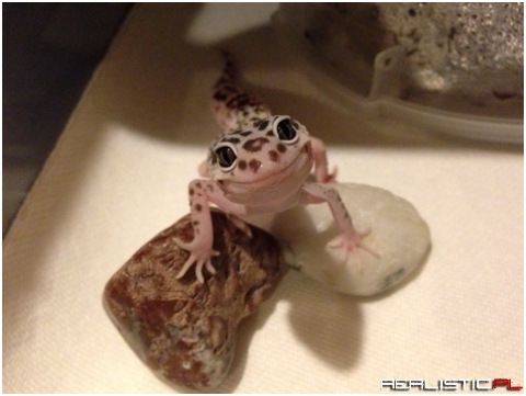 This is so cute I want a leopard gecko