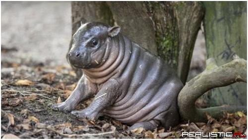 This Little Cutie Doesn't Worry About Dieting