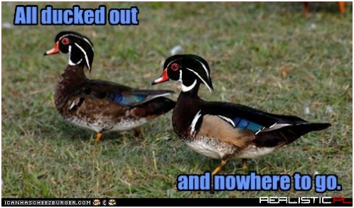 We Got Our Best Plumage On and Everything